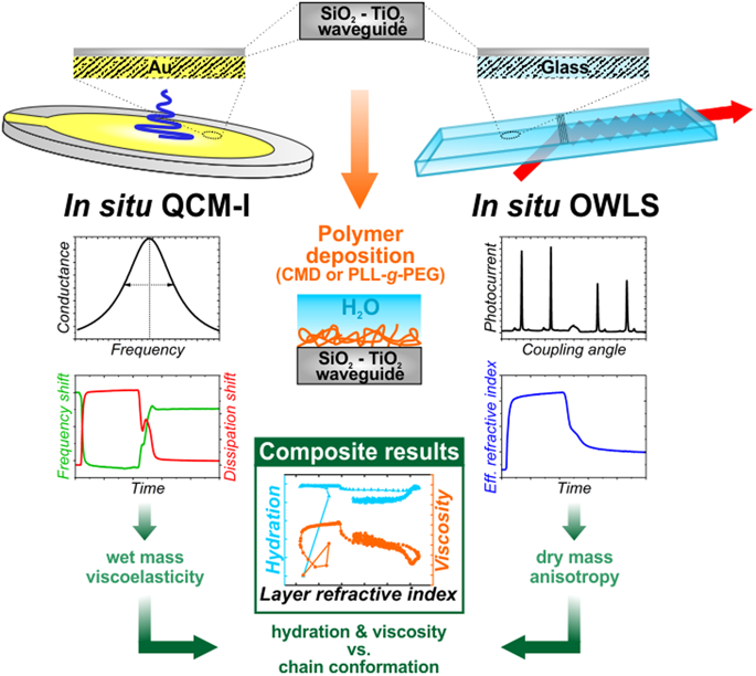 In situ viscoelastic properties and chain conformations of heavily hydrated carboxymethyl dextran layers