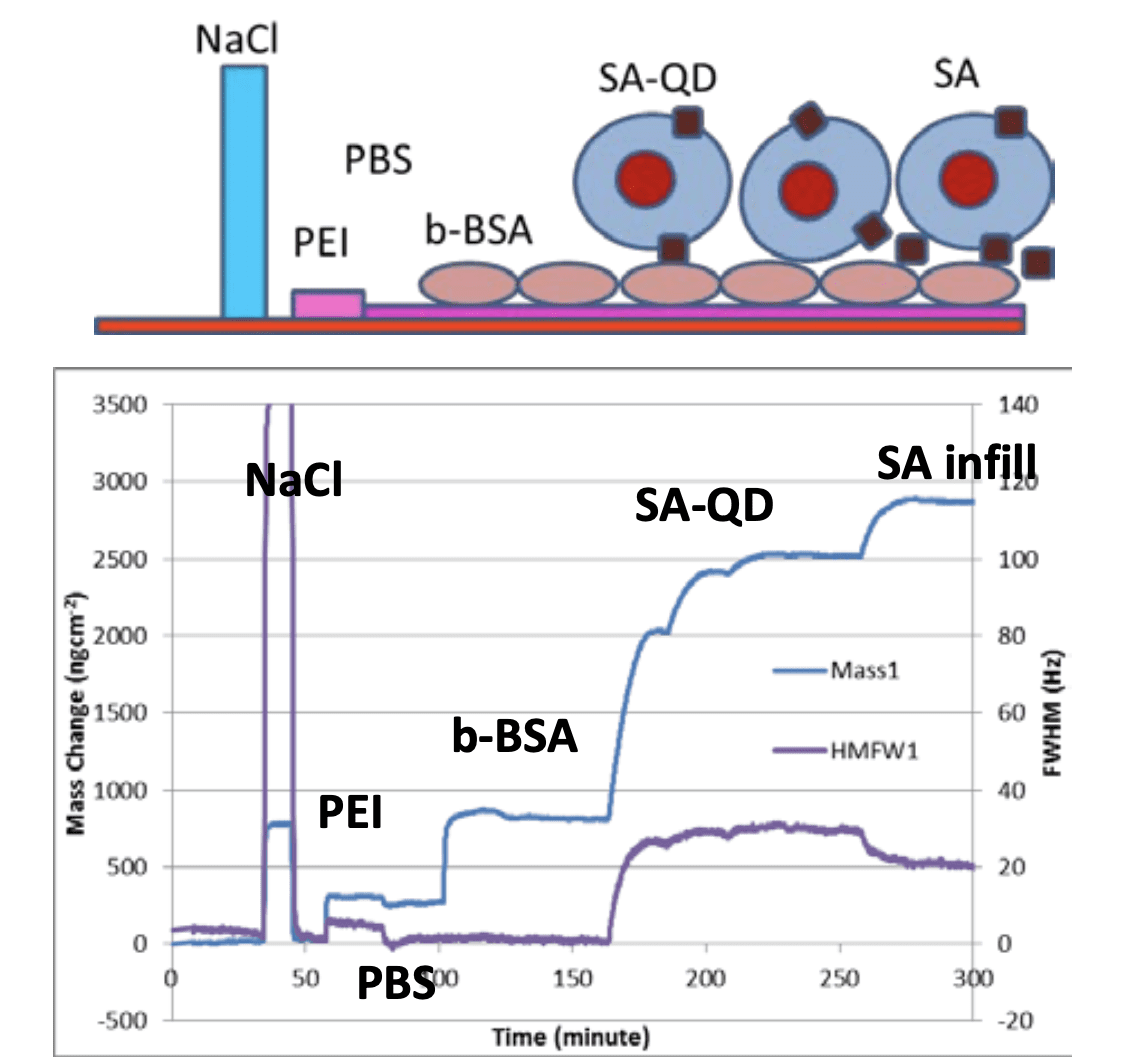 The Measurement of Protein and Nano-Particle Adsorption using QCM-I - Figure 1